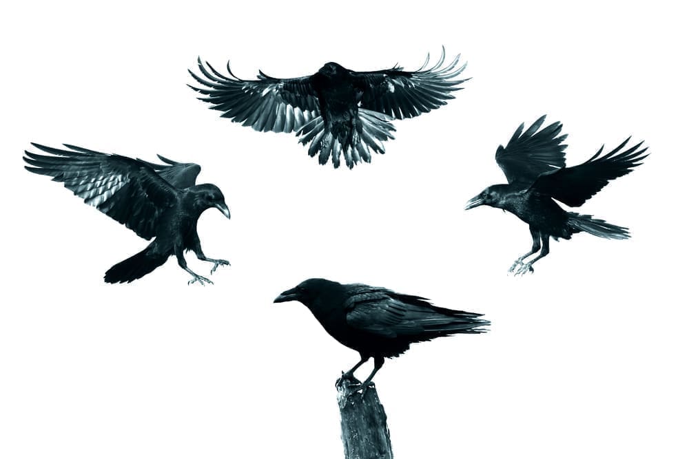 Game of Thrones Ravens