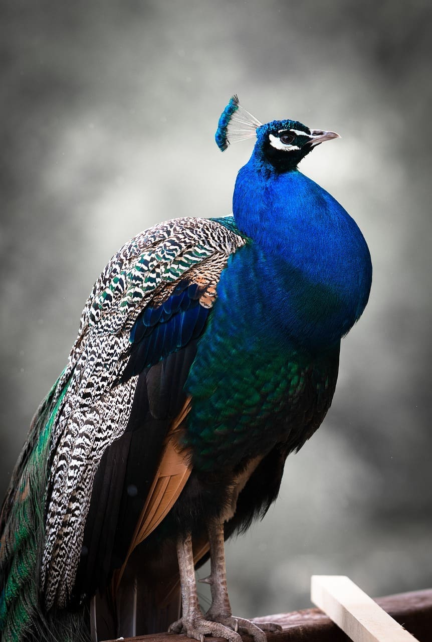 Peacock Emporium